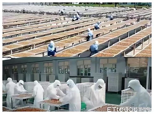 臺商打造食品觀光產業園區 臺資中小企業 拎包入駐 降低成本